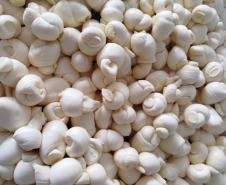 queijo