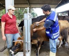 Paraná inicia os fóruns sobre o fim da vacinação contra aftosa