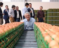 Granja em Cascavel é pioneira no sistema de produção de ovos com galinhas sem gaiola