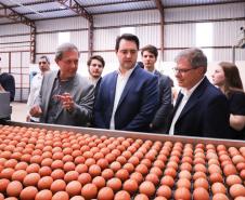 Granja em Cascavel é pioneira na produção de ovos com galinhas criadas em sistema sem gaiolas