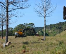 Paraná avança para suspender vacinação contra febre aftosa