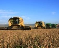 Mercado de soja, milho e trigo
terão preços mais estáveis este ano
