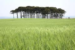 Centro-Sul do Estado lidera o crescimento do VBP