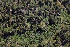 Maior produção do País, erva-mate envolve 100 mil famílias no Paraná