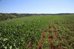 Paraná prorroga prazo para a semeadura de soja