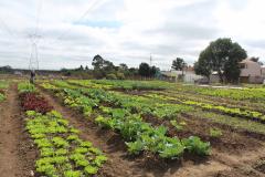 Programa Hortas Comunitárias chega a Cascavel