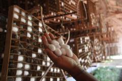 Expansão da produção de seda no Paraná