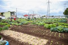 Uberaba ganha unidade do programa Hortas Comunitárias