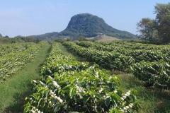 Café especial paranaense é premiado em concurso nacional 