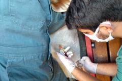 Adapar inicia inquérito epidemiológico da febre aftosa