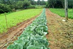 Projeto incrementa cadeia de hortifrútis e aumenta a renda de agricultores