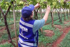 Ações de defesa vegetal garantem segurança alimentar na pandemia