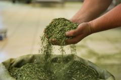 Estado ajuda cooperativa a ampliar exportação de erva-mate