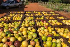Fruticultura do Paraná ganha força com apoio do Estado