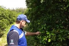 Novos procedimentos qualificam a certificação fitossanitária no Paraná