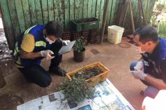 Adapar monitora casos das sementes importadas