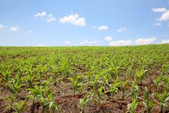 Aplicativo agiliza controle de doenças na lavoura de milho