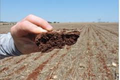 Encrostamento superficial em horizonte A de Latossolo Vermelho.