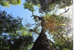 Copa de Peltophorum dubium com cerca de 30 metros de altura