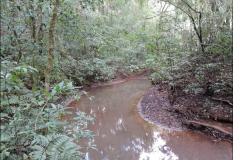 Floresta de planície fluvial sobre Cambissolo Flúvico.