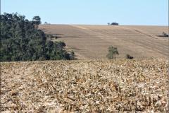 Latossolo Vermelho em rampa convexa-retilínea.