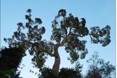 Galhos possantes e tortuosos de peroba-rosa.