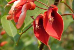 Erythrina crista-galli.