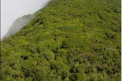Serra do Mar Paranaense.