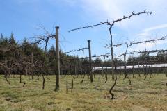 IDR-Paraná inaugura viveiro em Santa Tereza do Oeste para melhorar produção de uva