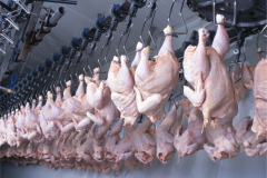 Qualidade e rigor sanitário fazem do Paraná líder em exportação de carne halal 