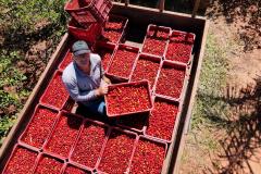 Japurá abraça a acerola e faz da fruta fonte de emprego, renda no campo e desenvolvimento