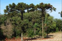 Pinheiro, Araucaria angustifolia.
