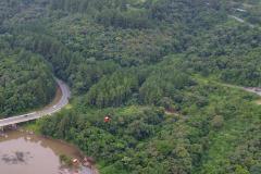 Paraná é o segundo maior produtor florestal do País, segundo IBGE