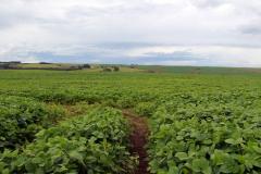 Safra de verão no Paraná pode chegar a 25,61 milhões de toneladas