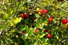 Apoio do Estado e cooperativismo ajudam a promover agricultura orgânica no Paraná