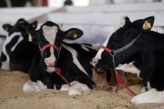 Expoingá destaca ações do Estado para consolidar a industrialização do campo