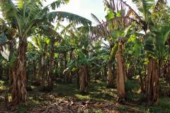 Infraestrutura, manejo, tecnologia e apoio do Estado fortalecem fruticultura do Litoral