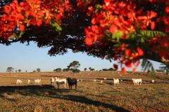 atualização rebanho