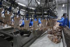 Com avicultura em destaque, Paraná já produziu 4,87 milhões de toneladas de carne neste ano
