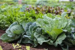 Paraná fortalece segurança alimentar com apoio a produtores e atenção a vulneráveis