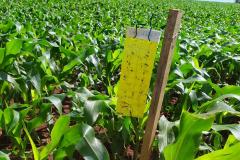 Adapar apresenta ações de controle biológico da cigarrinha, praga do milho