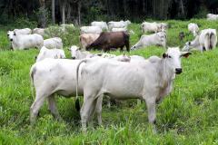 Campanha de Atualização de Rebanhos termina na sexta-feira (30)