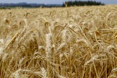 Chuvas causaram mais impacto nas lavouras do Sul do Paraná, aponta Deral 