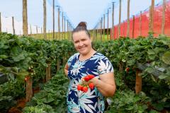 Com Indicação Geográfica, morango do Norte Pioneiro impulsiona renda de produtores