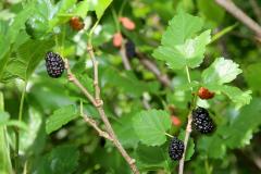 Concentrada na região de Curitiba, produção de amora dobrou em dez anos no Paraná