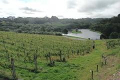 Revitalização da vitivinicultura paranaense é ressaltada em evento internacional