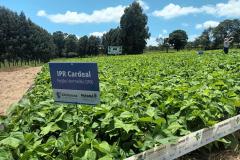 Com foco no mercado internacional, nova cultivar de feijão IPR Cardeal é lançada em Pato Branco