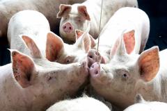 Paraná é o maior produtor de carne suína para consumo interno, aponta Boletim Agropecuário