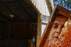 Dia do Apicultor: mel do Paraná se destaca pela qualidade e produtividade