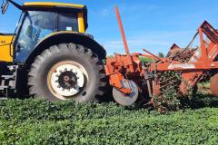 Alimento típico em festas juninas, amendoim tem maior área plantada no Paraná em 12 anos     